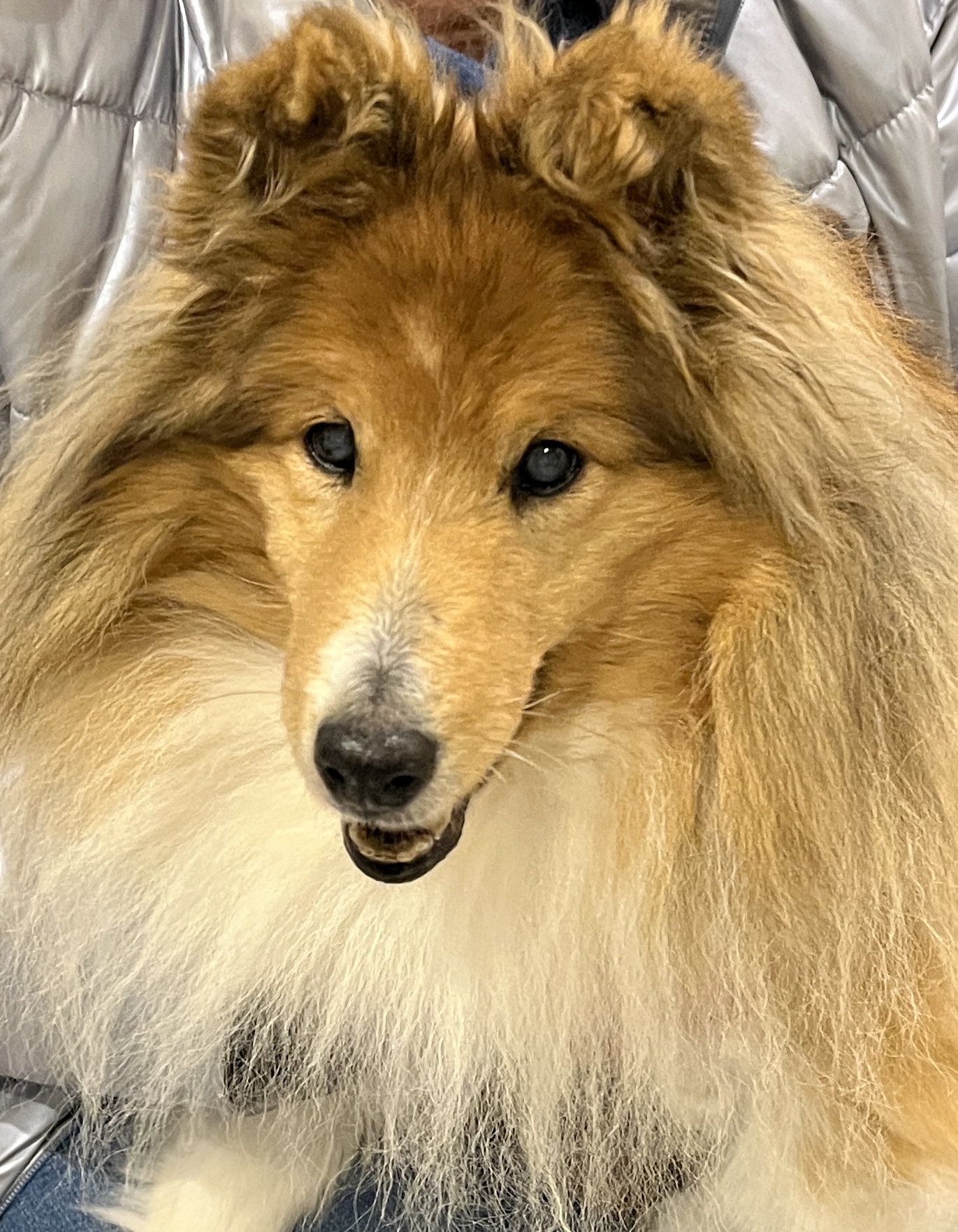 Kimmi